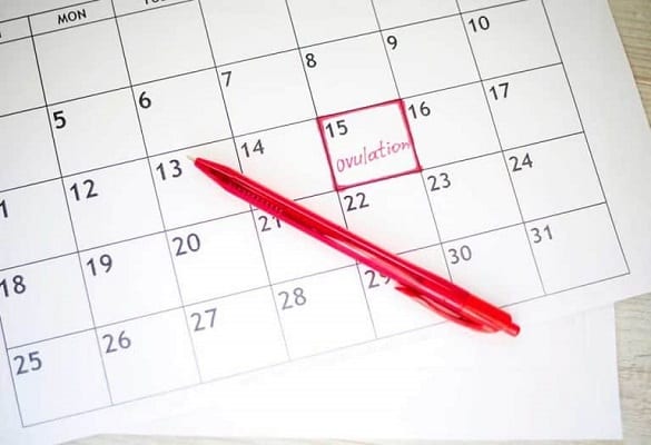 calendrier-date-ovulation-marquee