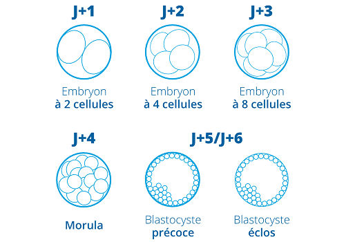 etapes-stade-blastocyste