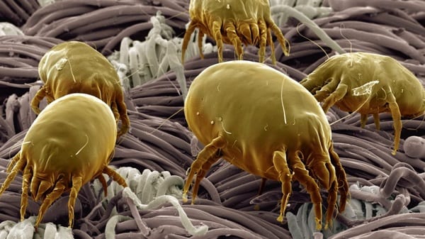 vue-microscopique-acariens