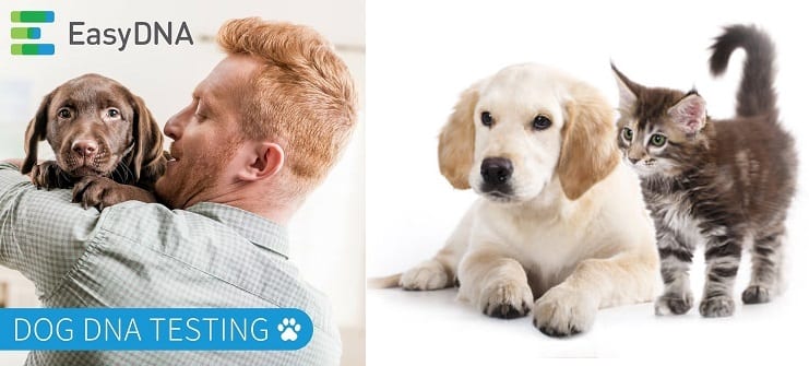 test-animaux-Easy-DNA
