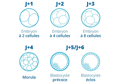 etapes-stade-blastocyste